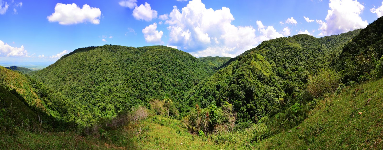 Superficie forestal de República Dominicana representa 43,6 % del territorio