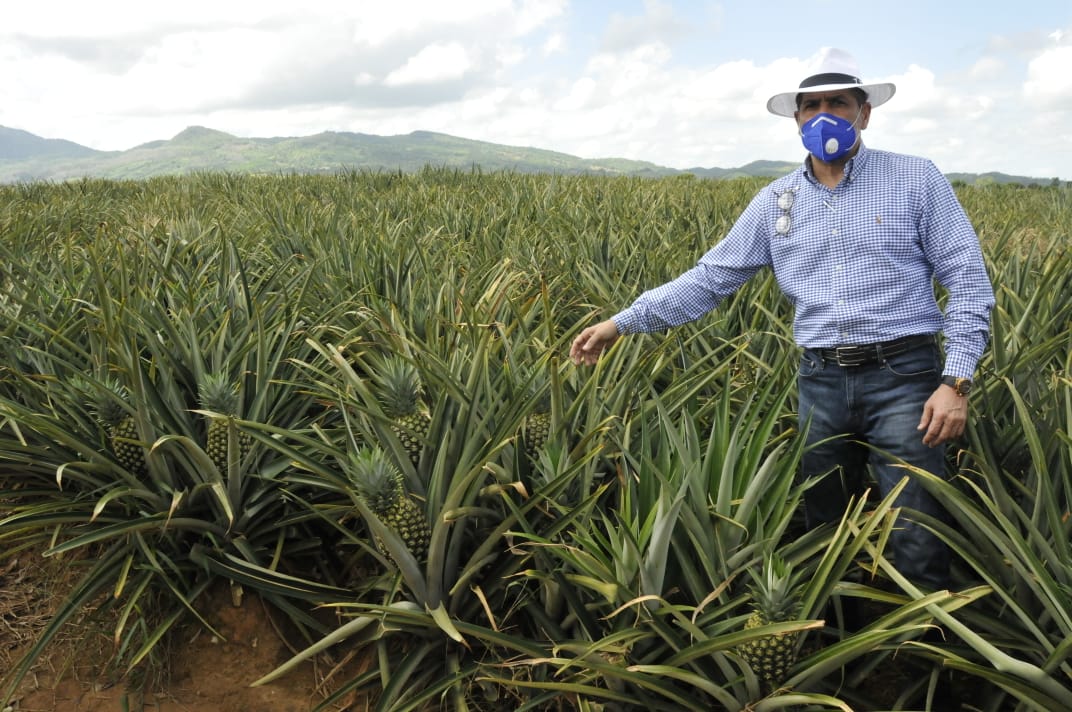 Gobierno apoyará productores de piña