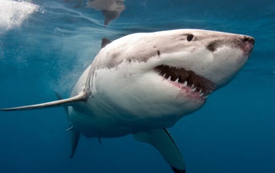 Tiburones atacan al menos dos veces en playa de Long Island