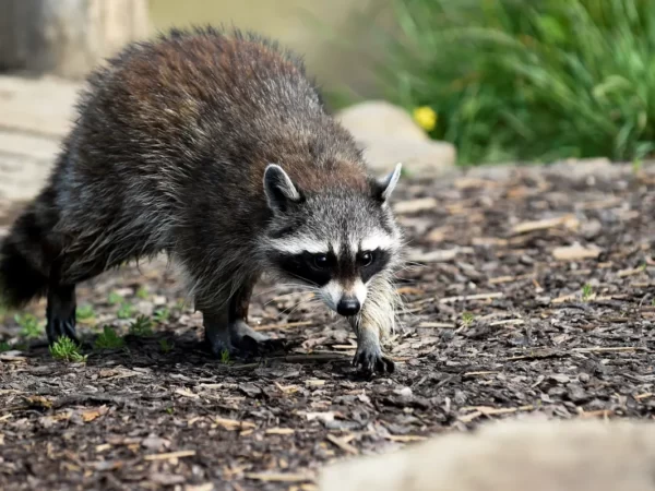 Medio Ambiente llama a entregar mapache voluntariamente