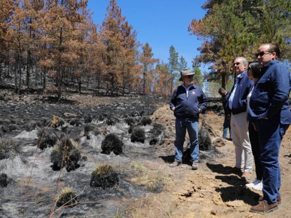 República Dominicana plantará dos árboles por cada uno arrasado en incendios