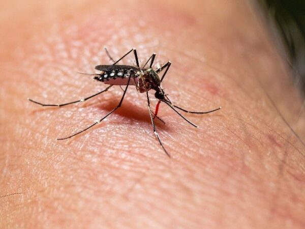 Confirman primer caso dengue por transmisión intrauterina en República Dominicana