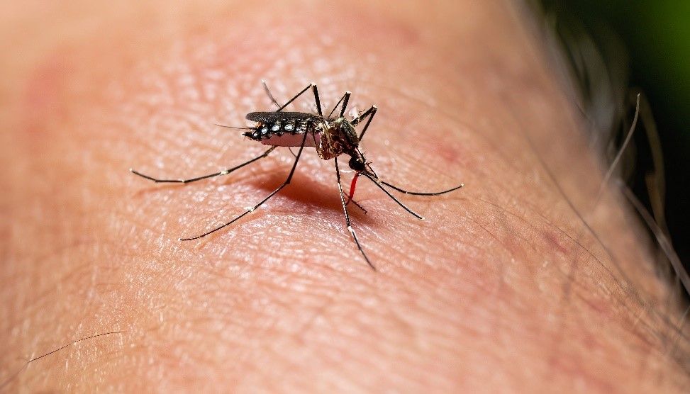 Confirman primer caso dengue por transmisión intrauterina en República Dominicana