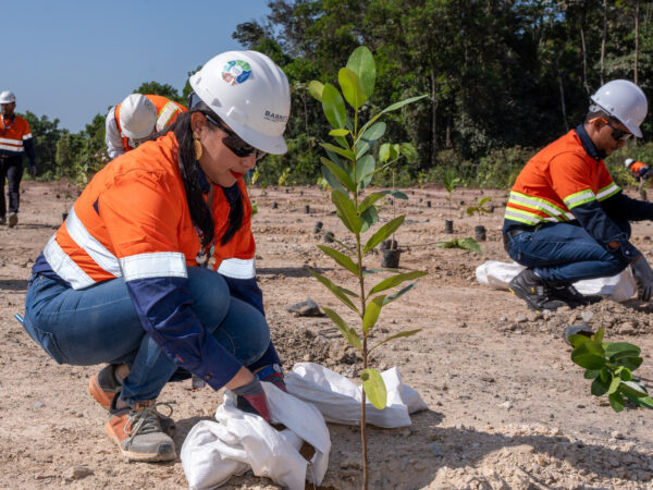 Barrick Pueblo Viejo siembra más de 3,000 plantas de 12 especies
