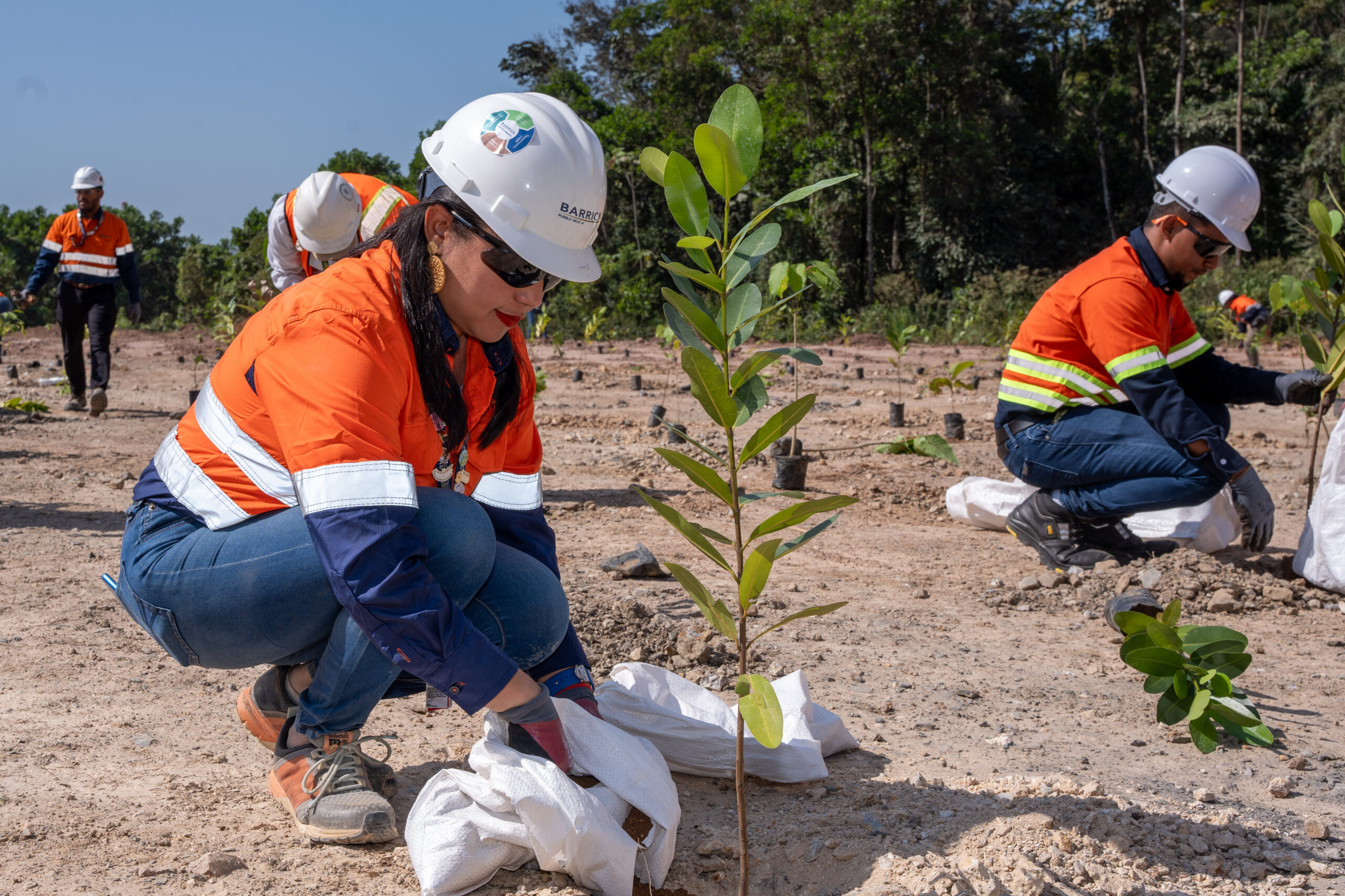 Barrick Pueblo Viejo siembra más de 3,000 plantas de 12 especies