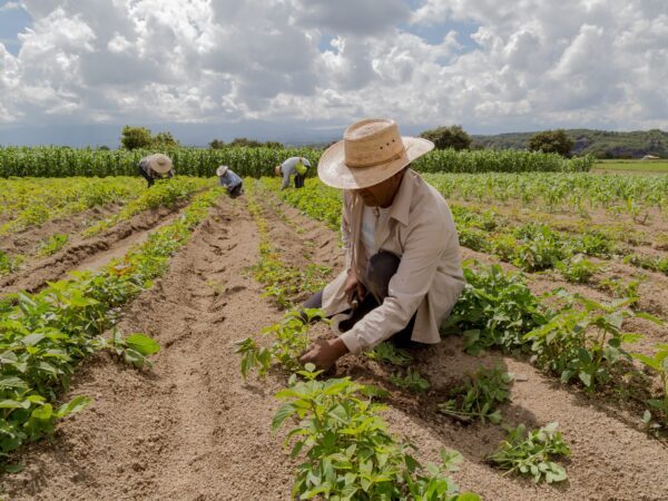 República Dominicana recibirá 70 millones de Japón para mejorar su sector agrícola