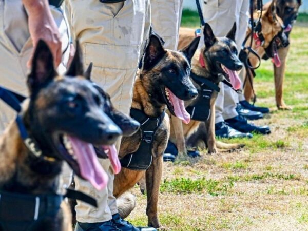 AERODOM entrega 18 perros K-9 al CESAC