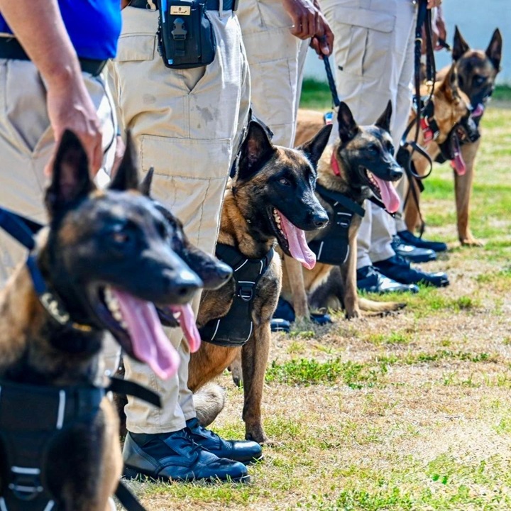 AERODOM entrega 18 perros K-9 al CESAC